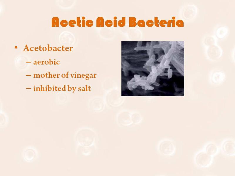 Slide5.JPG - Other brewing critters not discussed tonight.
